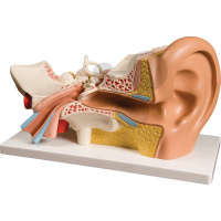 Ucho, model rozložitelný na 4 části