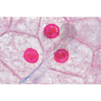 Histologie: buňky a dělení buněk