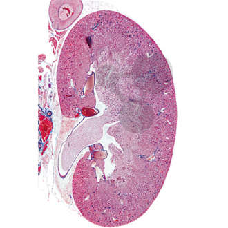 Histologie člověka a savců, doplňková sada I, 12 preparátů, sada pro žáky