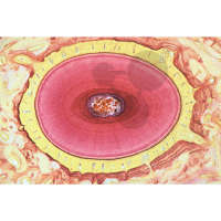 Histologie: trávicí soustava