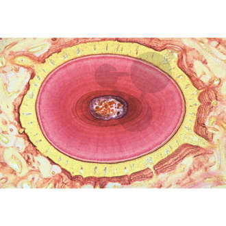 Histologie: trávicí soustava