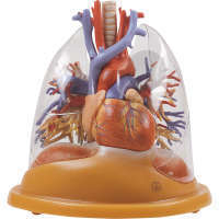 Stolní model srdce-plíce SOMSO®