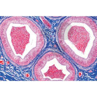 Histologie: pohlavní orgány Samec