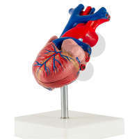 Srdce, 2 části - vysoce kvalitní provedení