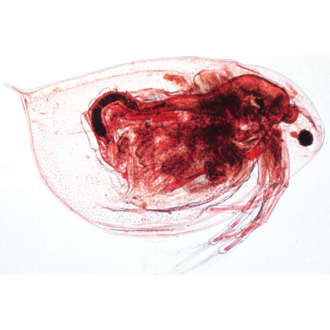 Daphnia a cyclops, hrotnatky a buchanky