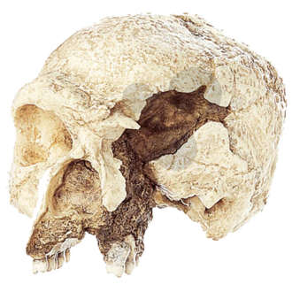 Lebka Homo sapiens archaický: Steinheim, typ steinheimensis