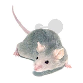 Myš domácí