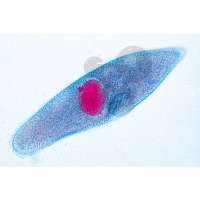 Paramecium, Trepka