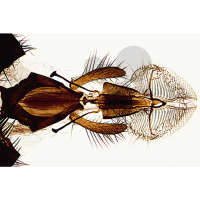 Musca domestica, moucha