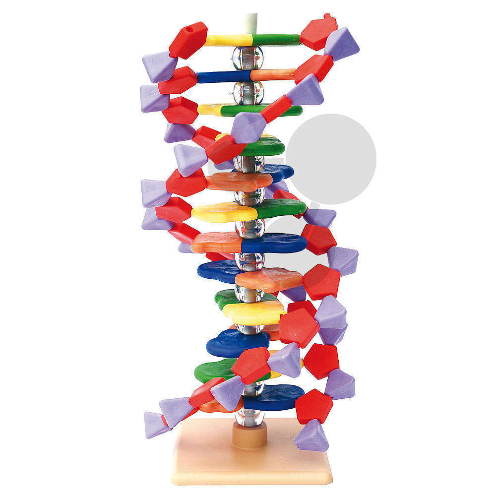 Modely DNA