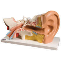 Ucho, model rozložitelný na 4 části