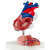 Srdce, 2 části - vysoce kvalitní provedení 1