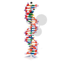 Velký model DNA