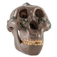 Lebka Australopithecus boisei: Olduvai Gorge H5