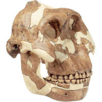 Rekonstrukce lebky Paranthropus boisei