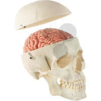 Lebka muže s mozkem rozložitelným na 8 částí, SOMSO®