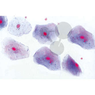 Histologie: epitel, 10 preparátů