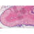 Histologie: Endokrinní žlázy 1