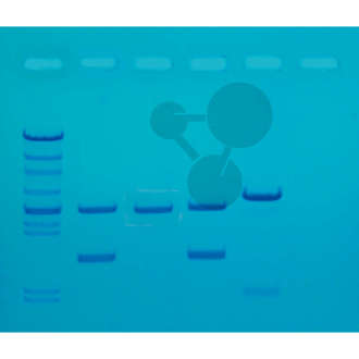 DNA otisky prstů