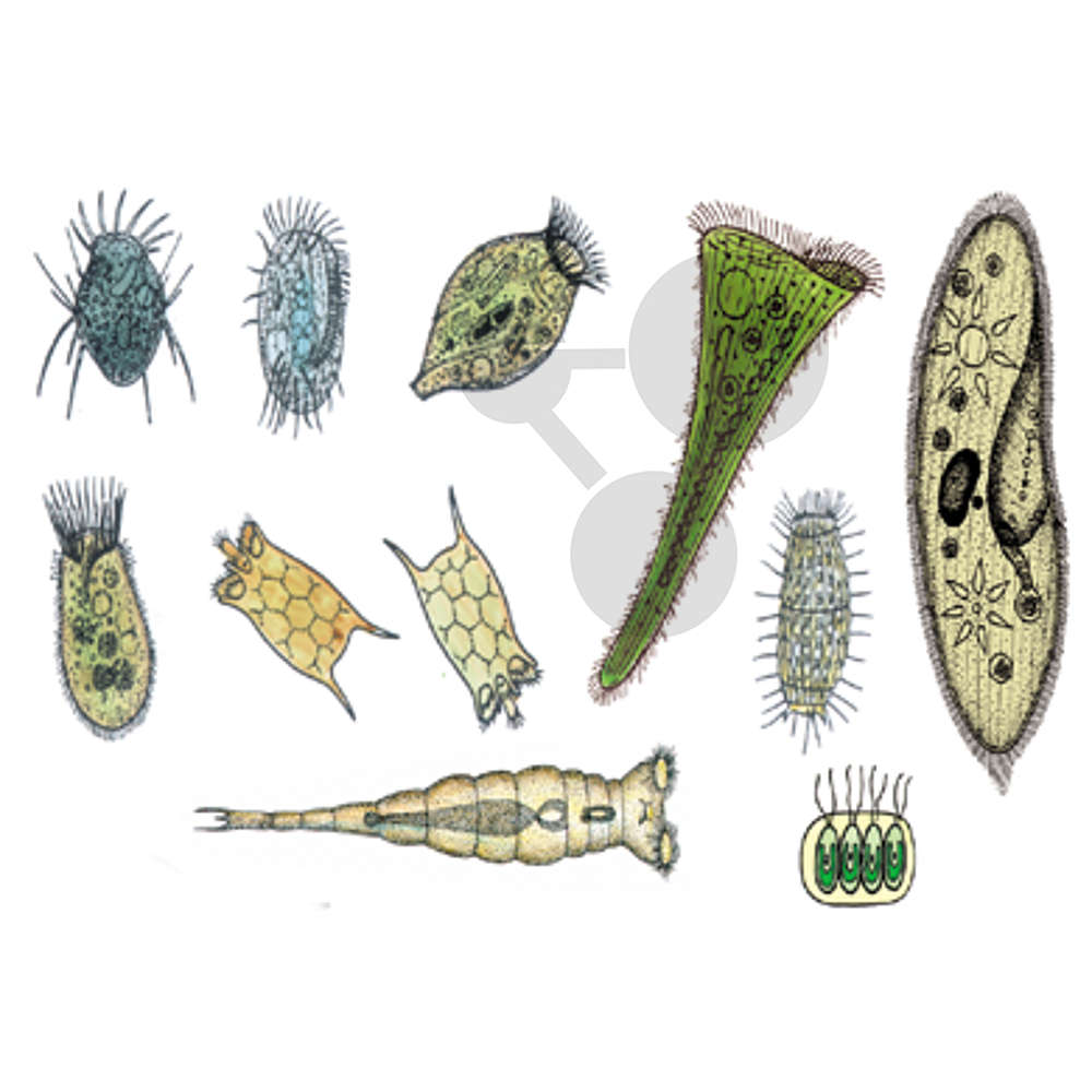 Protozoa, Prvoci / Jednotlivé preparáty Zoologie / Biologie Učební